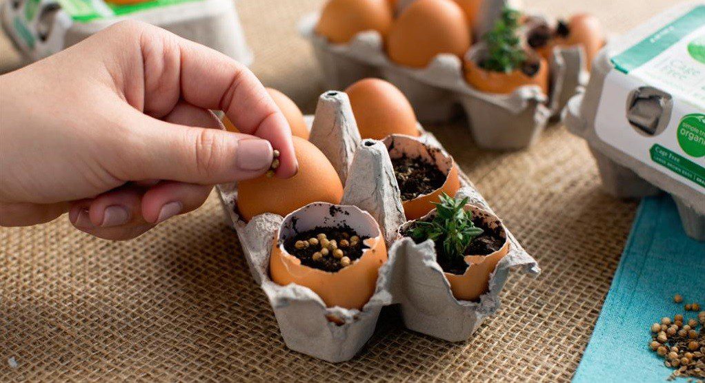 Recycled Seedlings Starters