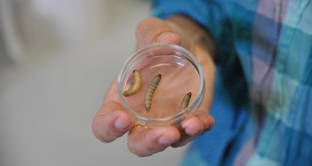 Plastic-eating caterpillar turns into a ‘hope’ to curb the plastic problem
