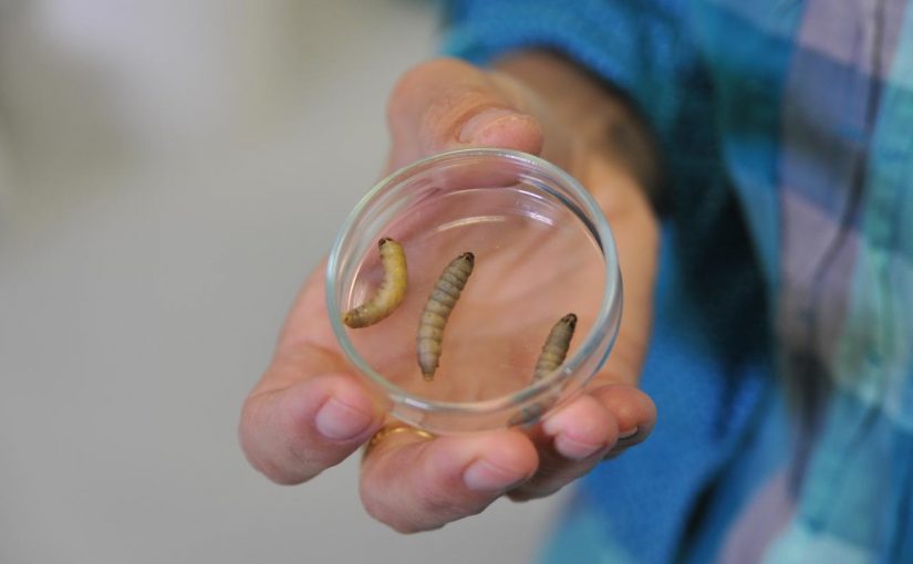 Plastic-eating caterpillar turns into a ‘hope’ to curb the plastic problem